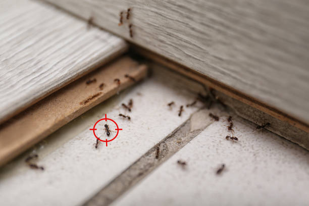 Pest Prevention Services in Beresford, SD